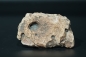 Preview: Namacalathus hermanastes | Ediacarium
