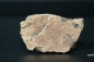 Preview: Namacalathus hermanastes | Ediacarium
