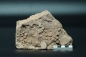 Preview: (?)Namacalathus hermanastes | Ediacarium