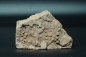 Preview: (?)Namacalathus hermanastes | Ediacarium