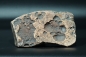 Preview: Namacalathus hermanastes | Ediacarium