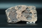 Preview: Namacalathus hermanastes | Ediacarium