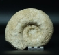 Preview: Aspidoceras binodum | Kimmeridgium | Geisingen