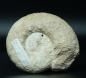 Preview: Aspidoceras binodum | Kimmeridgium | Geisingen