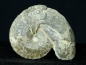 Preview: Ceratites dorsoplanus | Muschelkalk | Würzburg