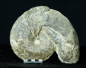 Preview: Ceratites dorsoplanus | Muschelkalk | Würzburg