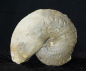 Preview: Ceratites dorsoplanus | Muschelkalk | Würzburg