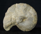 Preview: Ceratites dorsoplanus | Muschelkalk | Würzburg