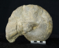 Preview: Ceratites dorsoplanus | Muschelkalk | Würzburg