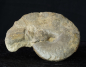 Preview: Ceratites dorsoplanus | Muschelkalk | Würzburg
