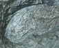 Preview: Pholidophorus sp. | Toarcium | Holzmaden