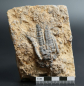 Preview: Cupressocrinites crassus | Mitteldevon | Gerolstein