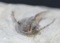 Preview: Cyphaspis ceratophthalmus | Eifelium | Gees