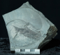 Preview: Elonichthys sp. | Rotliegend | Jeckenbach