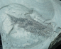 Preview: Elonichthys sp. | Rotliegend | Jeckenbach