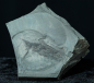 Preview: Elonichthys sp. | Rotliegend | Jeckenbach