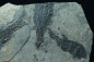 Preview: Paramblypterus sp. | Rotliegend | Jeckenbach