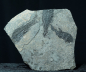Preview: Paramblypterus sp. | Rotliegend | Jeckenbach