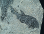 Preview: Paramblypterus sp. | Rotliegend | Jeckenbach