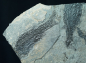 Preview: Paramblypterus sp. | Rotliegend | Jeckenbach