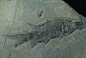 Preview: Paramblypterus sp. | Rotliegend | Jeckenbach