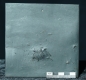 Preview: Asteropyge sp. | Hunsrückschiefer | Bundenbach