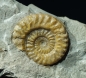 Preview: Hildoceras sp. | Toarcium | Altdorf