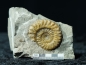 Preview: Hildoceras sp. | Toarcium | Altdorf