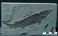 Preview: Osteolepis macrolepidotus | Devon | Orkney