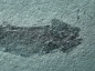 Preview: Osteolepis macrolepidotus | Devon | Orkney