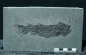 Preview: Osteolepis macrolepidotus | Devon | Orkney