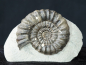 Preview: Androgynoceras maculatum | Pliensbachium | Whitby