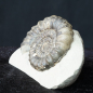 Preview: Androgynoceras maculatum | Pliensbachium | Whitby