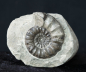 Preview: Androgynoceras maculatum | Pliensbachium | Whitby