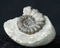 Preview: Androgynoceras maculatum | Pliensbachium | Whitby