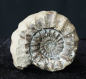 Preview: Androgynoceras maculatum | Pliensbachium | Whitby