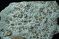 Preview: Promicroceras planicosta | Sinemurium | Lyme Regis