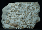 Preview: Promicroceras planicosta | Sinemurium | Lyme Regis