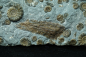 Preview: Promicroceras planicosta | Sinemurium | Lyme Regis