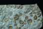 Preview: Promicroceras planicosta | Sinemurium | Lyme Regis