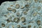 Preview: Promicroceras planicosta | Sinemurium | Lyme Regis