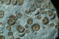 Preview: Promicroceras planicosta | Sinemurium | Lyme Regis