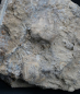 Preview: Cupressocrinites abbreviatus | Mitteldevon | Gerolstein
