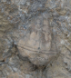 Preview: Cupressocrinites abbreviatus | Mitteldevon | Gerolstein