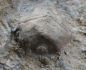 Preview: Cupressocrinites abbreviatus | Mitteldevon | Gerolstein