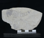 Preview: Eurypterus tetragonophthalmus | Silur | Ukraine