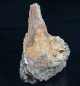 Preview: Pinna sp. | Santonium | Recklinghausen