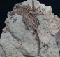 Preview: Lecytocrinus sp. | Devon | Finnentrop