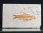 Preview: Knightia sp. | Green River Fm. | Wyoming