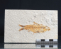 Preview: Knightia sp. | Green River Fm. | Wyoming